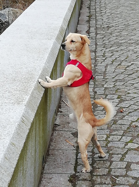 1 IMG 20190322 093233