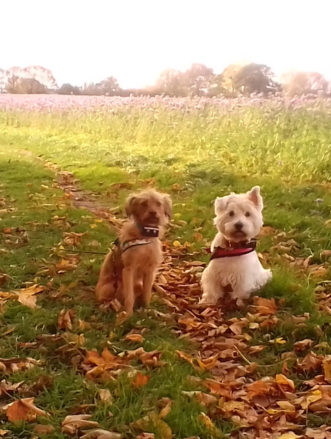 1 IMG 20201024 151741