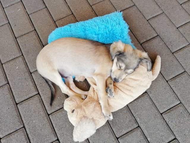 1 IMG 20200510 WA0008