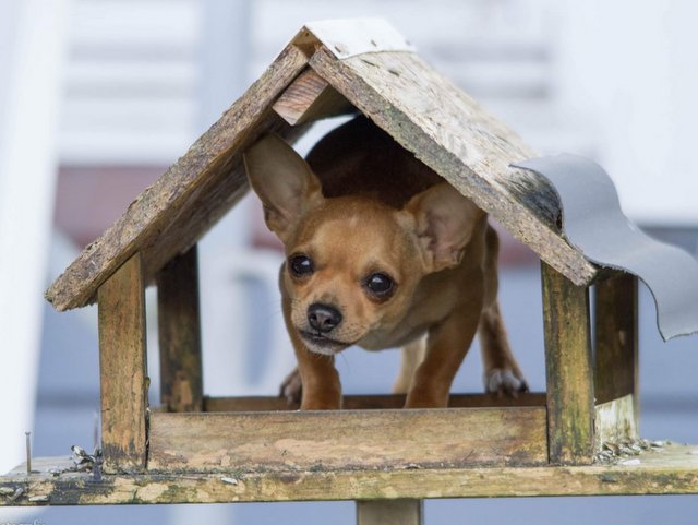 1 IMG 20200413 WA00061590089033452