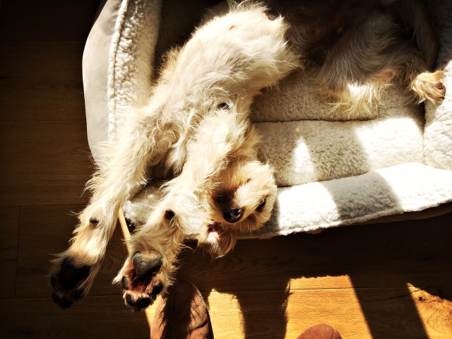 1 cid 6415DF55 6DB5 4970 B655 A8529766C986speedport