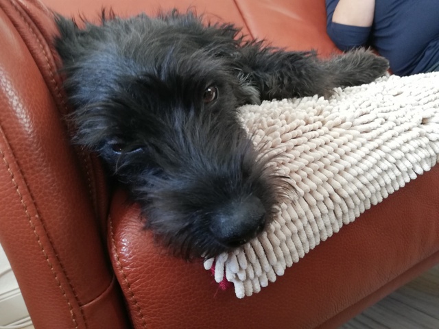 1 IMG 20200608 153605 resized 20200610 095708494