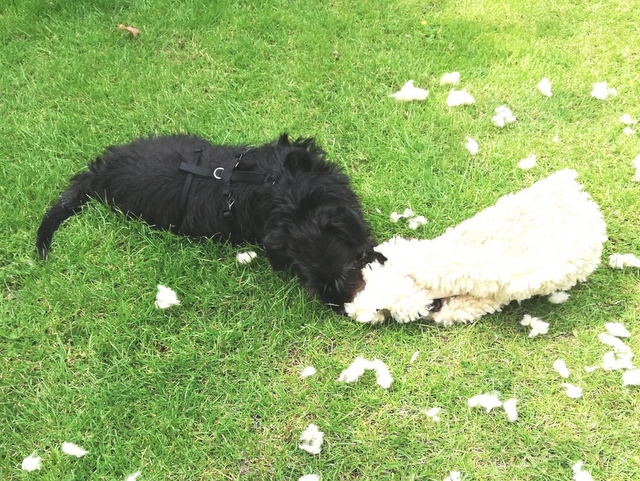 1 IMG 20200613 122446 resized 20200614 114638685