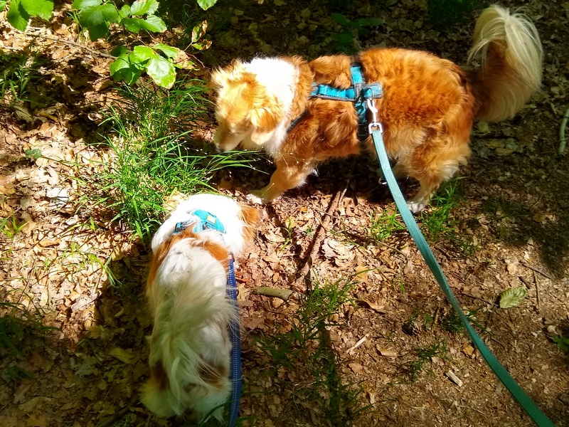 1 IMG 20200530 114501459 HDR1