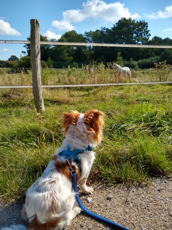 1 IMG 20200829 104719970 HDR1