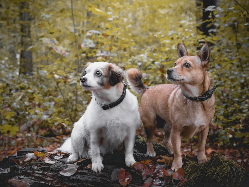 1 123512342 643054532989783 8831498620364295657 n 1