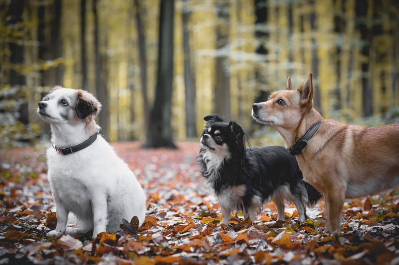 1 123583032 2811861459059658 3235461015002948890 n 1