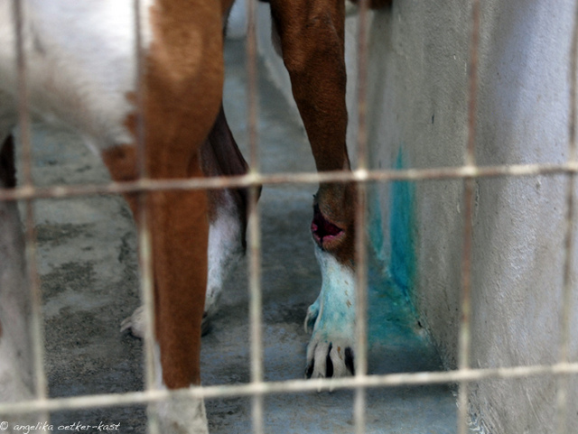 1 Ypsonas Wunde AOK033