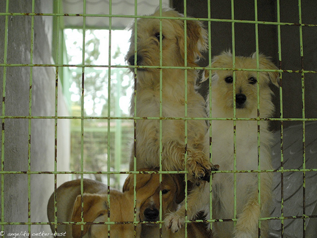 1 dog paradise 03 AOK