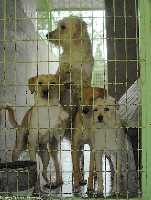 1 dog paradise 10 AOK