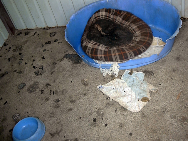 1 Polimedia Welpen 01