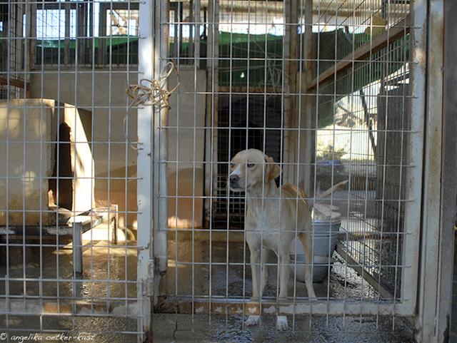 1 Dog Polimedia 04 AOK