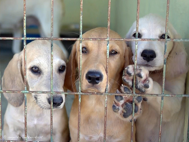 Kenneldogszypern2015AOK01