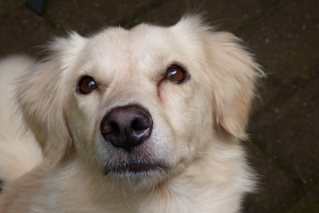 1 Caddy zu Hause 002