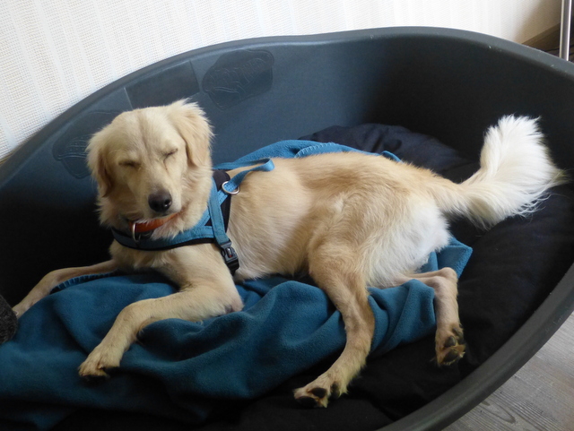 1 Caddy zu Hause 021