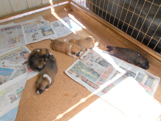 1 Bellas babies 2 001