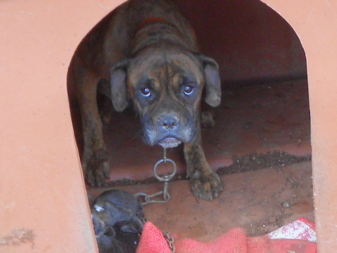 1 1 AGIA NAPA DOGS 22.02.16 018 001