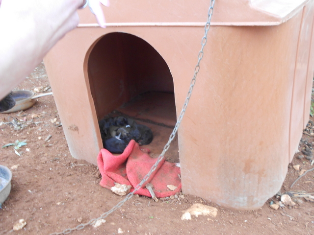 1 AGIA NAPA DOGS 22.02.16 016 001