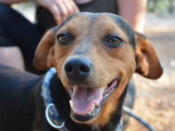 thumb samson 22 von 3 001