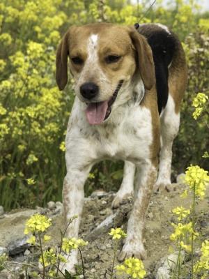 thumb Daisie Lana neu1