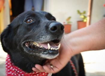 thumb 1 Ira 33 von 3