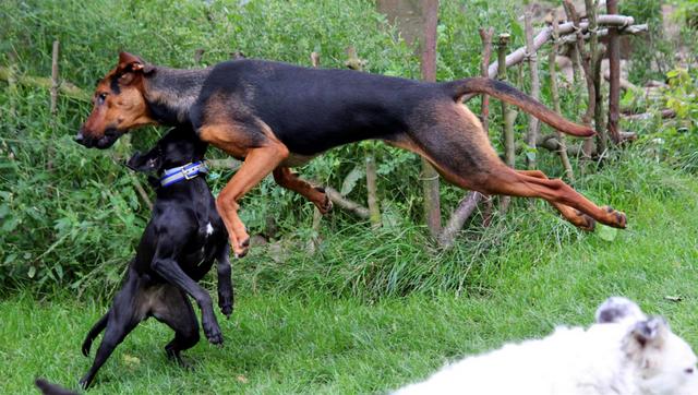 1 cid 1501515082375 6301894 2c483226284fcfc17bdb43935ad792c693587889spica telekom