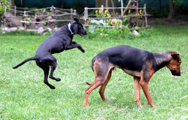 1 cid 1501515082379 6301895 74bbc5d448db4abfc4905a20f4c74cf136f8b348spica telekom