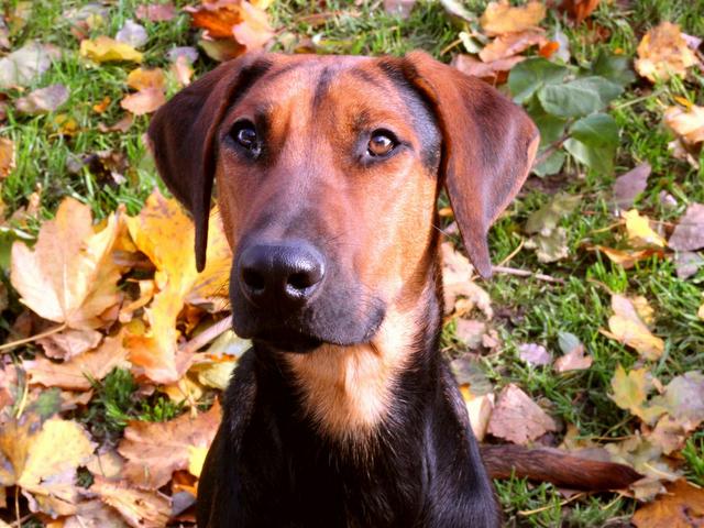 1 cid part1 98F8526D 9B42A9A8online