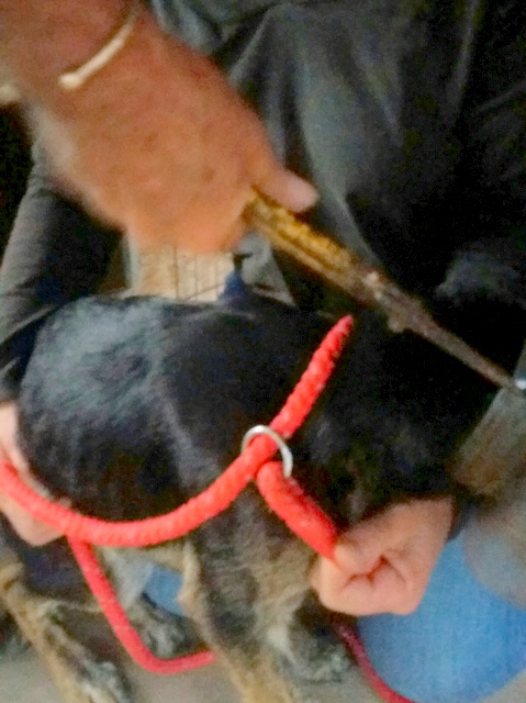 1 20170430 193023 resized