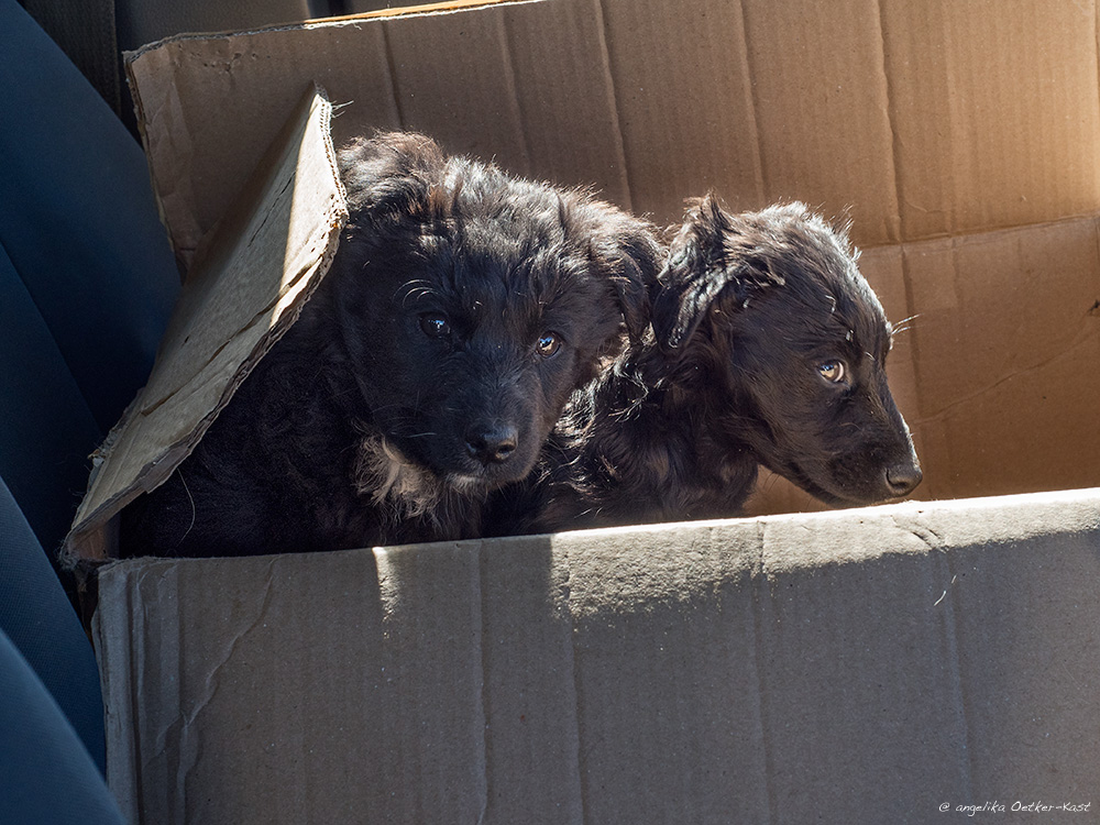 puppies DSC8177 AOK