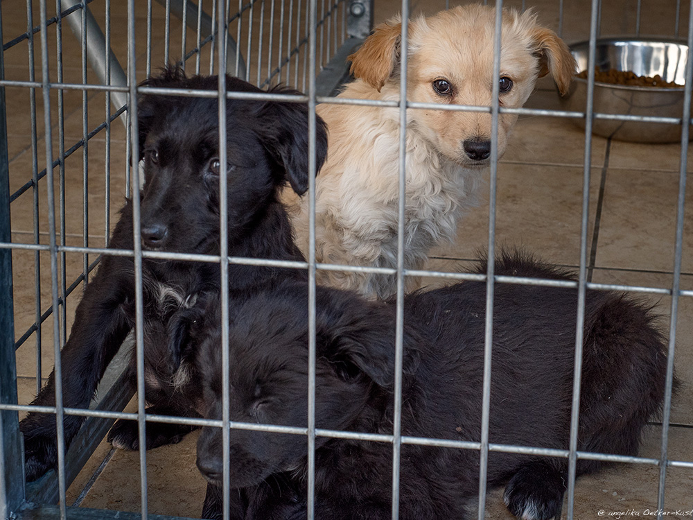 puppies DSC8200 AOK