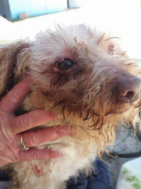 1 17792752 1541752235837305 656168995 n