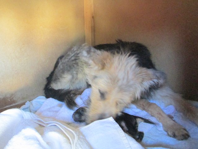 1 destiny after birthing her first puppy250 o