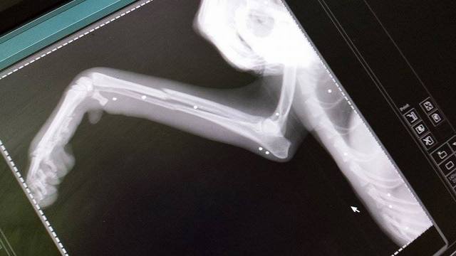 1 destinys broken leg showing pellets in her 5 n