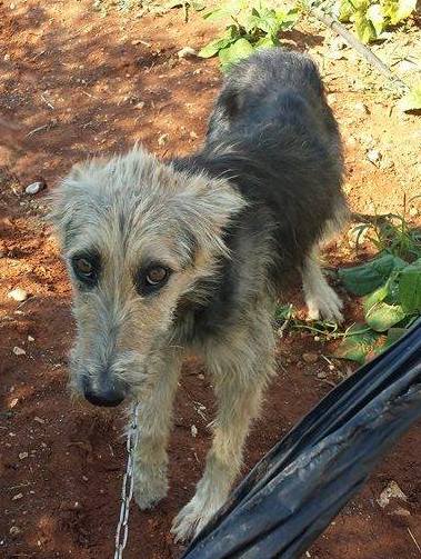 12 Destiny the day she was found in the field n