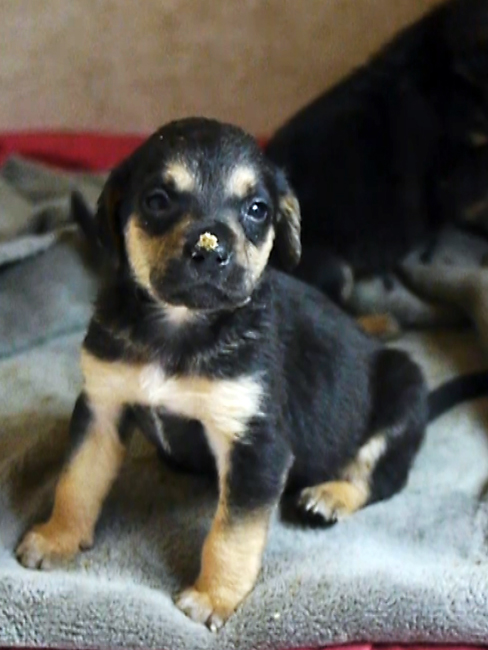 Welpen bei lana.Foto AOK