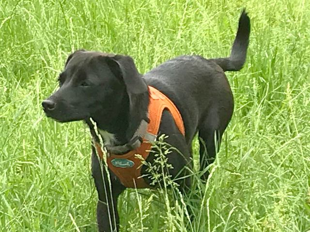 1 PHOTO 2018 06 22 13 35 13a