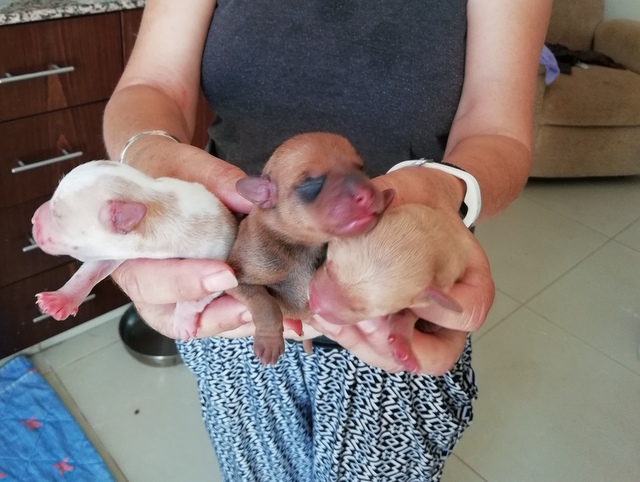 1 IMG 20180526 155415 resized 20180526 054628563