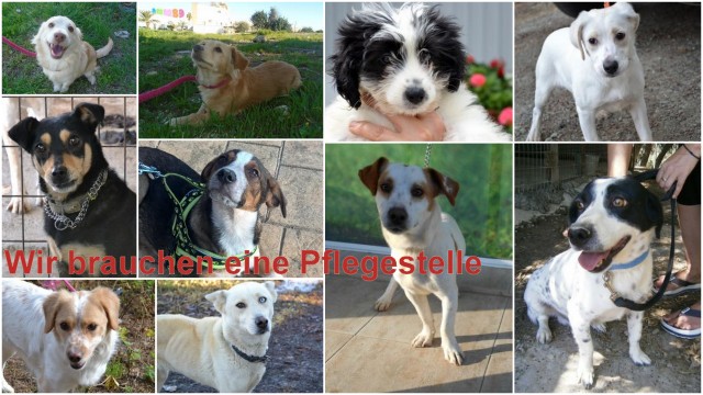 1 pflegestellengesuch2