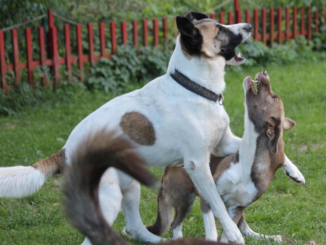 1 PHOTO 2018 07 09 08 43 54