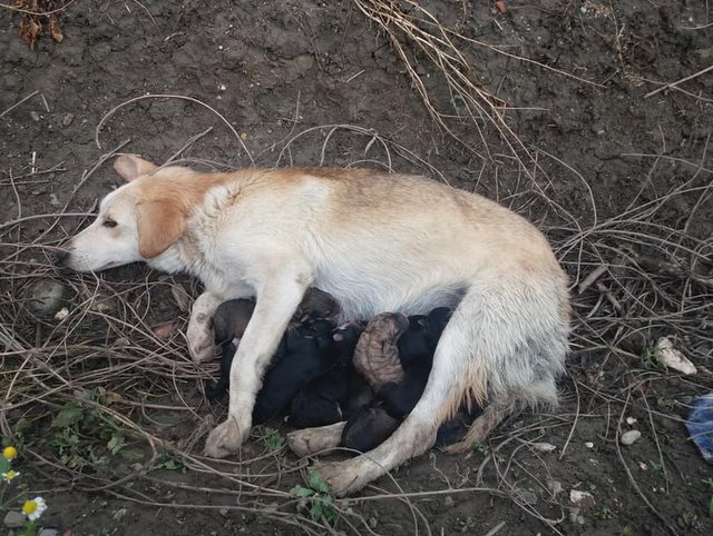 1 61492892 10219898736726833 6325089386383802368 n