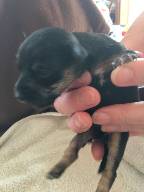 1 cid 16a9217910d296f03086