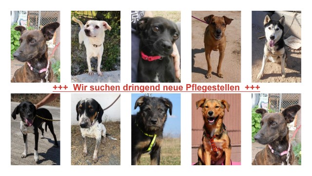 1 pflegestellengesuch2 1