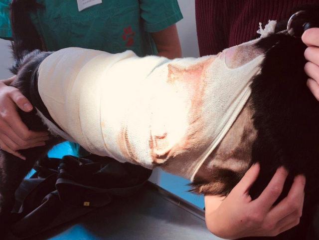 1 Beim Tierarzt 1 001