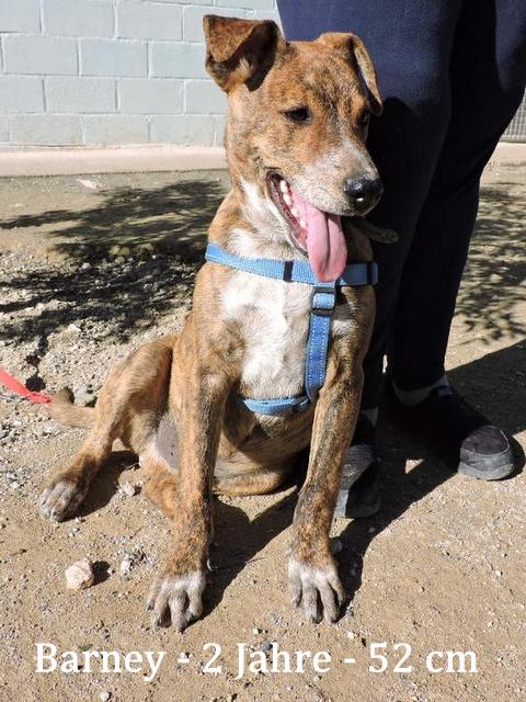 1 Barney Photo 1 Dec 2018