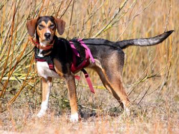 thumb IMG 20200327 WA0013