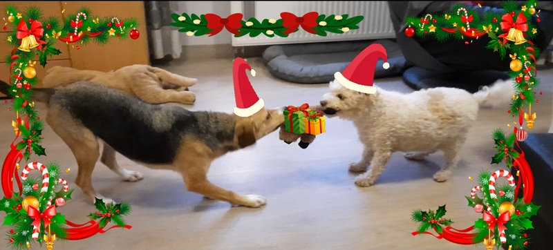 1 Bonny ex Linda und Scrappy