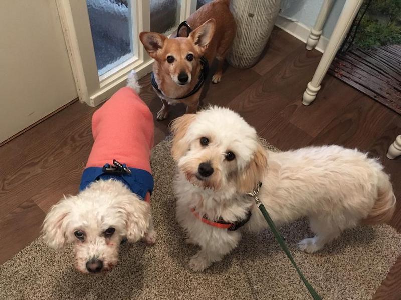 1 Dobby Mia und Abby von Jutta