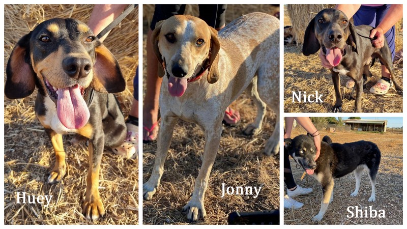 1 collage lorraine 001