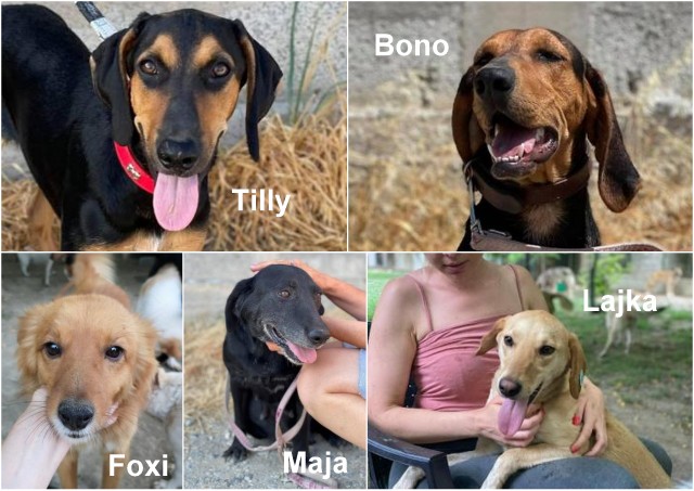 pflegestellenaufruf august